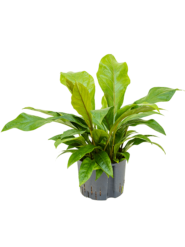 Planta naturala de interior Bush D50xH70cm Anthurium ellipticum 'Jungle bush' P25/19cm in hidrogranule