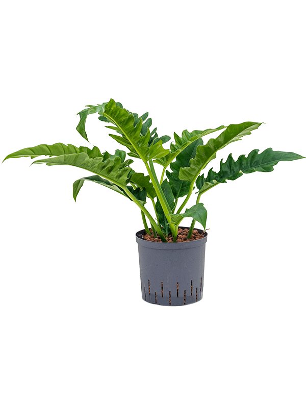 Planta naturala de interior Bush D50xH70cm Philodendron selloum 'Narrow' P22/19cm in hidrogranule