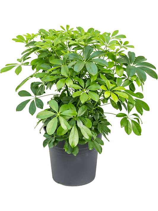 Planta naturala de interior Bush D50xH70cm Schefflera arboricola 'Compacta' PS27/25cm in pamant