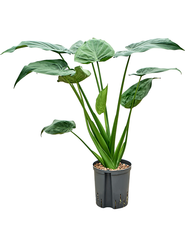 Planta naturala de interior Bush D50xH75cm Alocasia cucullata P18/19cm in hidrogranule