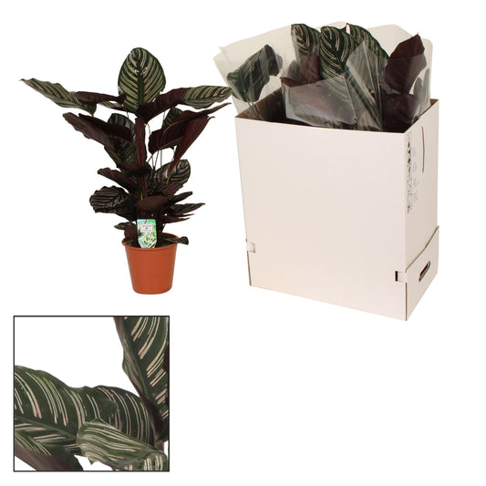 Planta naturala de interior Bush D50xH75cm Calathea sanderiana ornata PS19/16cm in pamant