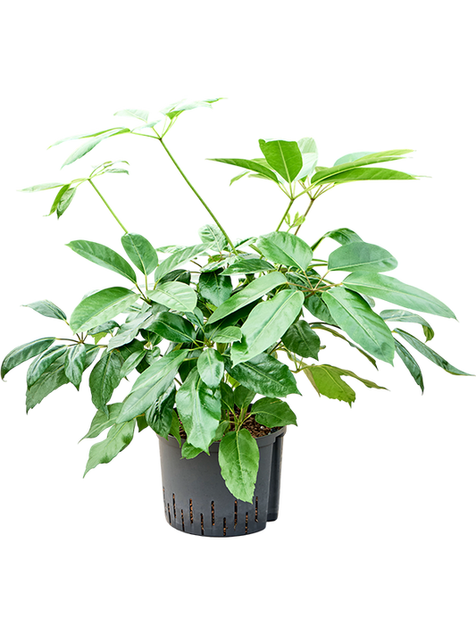 Planta naturala de interior Bush D50xH90cm Schefflera Actinophylla P25/19cm in hidrogranule