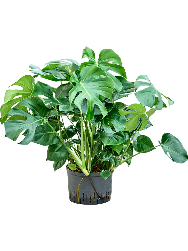 Planta naturala de interior Bush D50xH95cm Monstera deliciosa P28/19cm in hidrogranule
