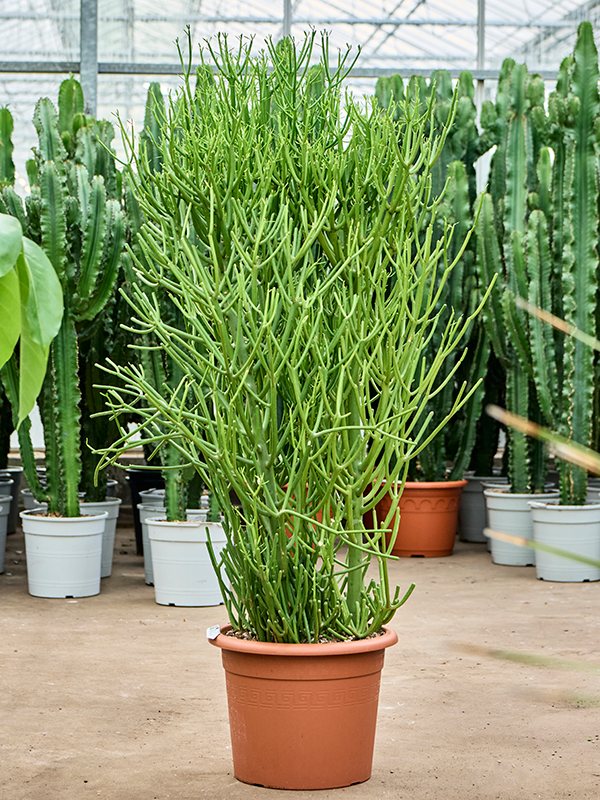 Planta naturala de interior Bush D55xH120cm Euphorbia tirucalli PS35/31cm in pamant