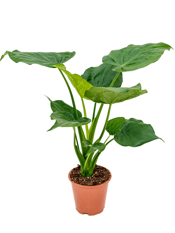 Planta naturala de interior Bush D55xH65cm Alocasia cucullata PS19/18cm in pamant