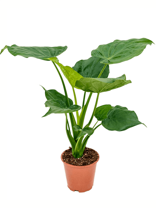 Planta naturala de interior Bush D55xH65cm Alocasia cucullata PS19/18cm in pamant