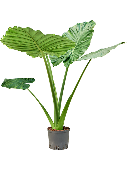 Planta naturala de interior Bush D60xH100cm Alocasia macrorrhizos P22/19cm in hidrogranule