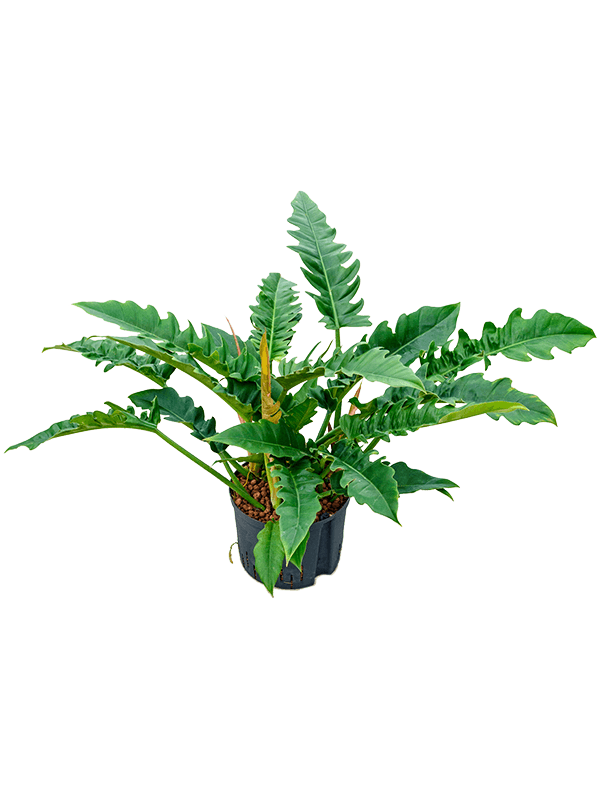 Planta naturala de interior Bush D60xH70cm Philodendron selloum 'Narrow' P25/19cm in hidrogranule