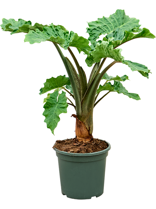 Planta naturala de interior Bush D60xH80cm Alocasia 'Low Rider' PS27/25cm in pamant