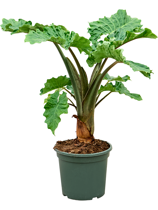 Planta naturala de interior Bush D60xH80cm Alocasia 'Low Rider' PS27/25cm in pamant