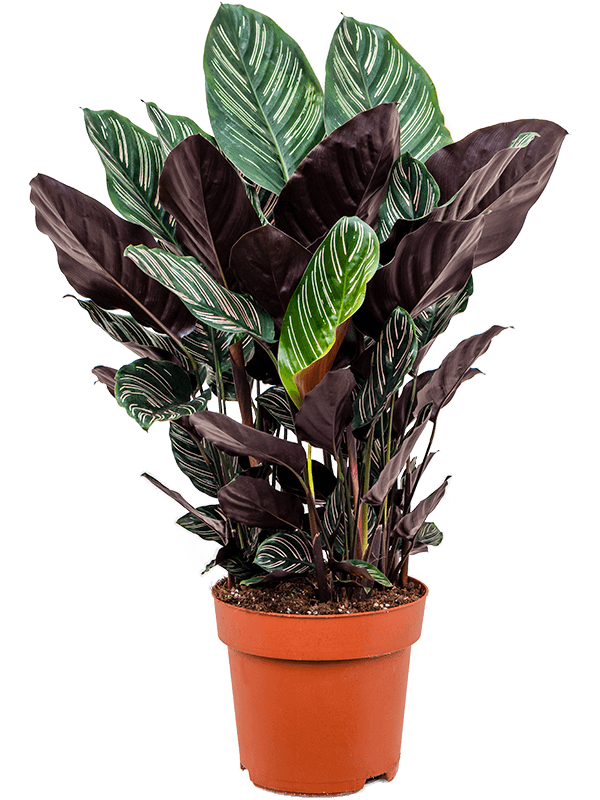 Planta naturala de interior Bush D60xH80cm Calathea sanderiana PS24/22cm in pamant