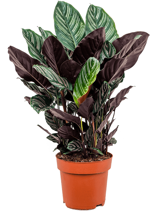 Planta naturala de interior Bush D60xH80cm Calathea sanderiana PS24/22cm in pamant