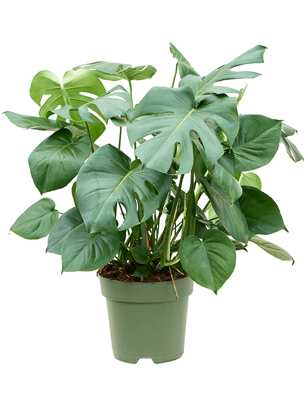 Planta naturala de interior Bush D60xH80cm Monstera deliciosa PS27/25cm in pamant