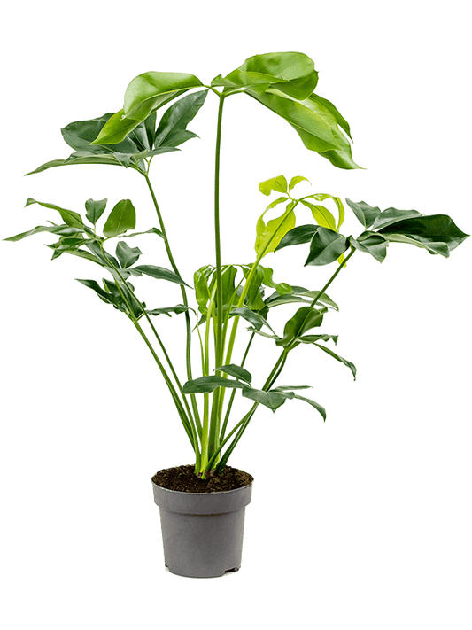 Planta naturala de interior Bush D60xH80cm Philodendron 'Green Wonder' PS24/22cm in pamant