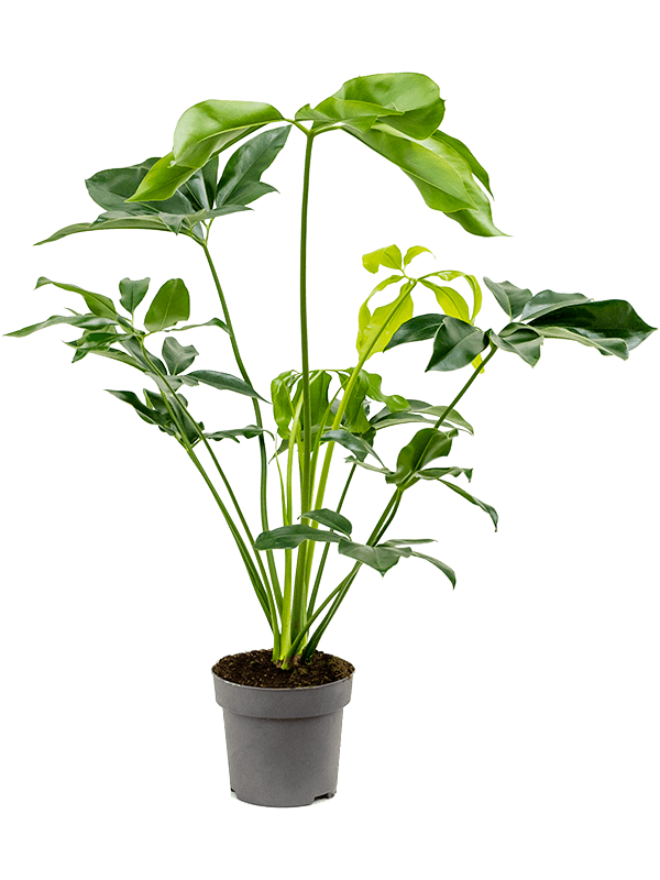 Planta naturala de interior Bush D60xH80cm Philodendron 'Green Wonder' PS24/22cm in pamant