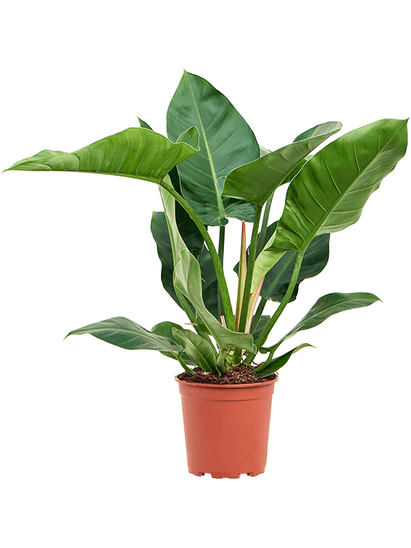 Planta naturala de interior Bush D60xH80cm Philodendron 'Imperial Green' PS24/23cm in pamant