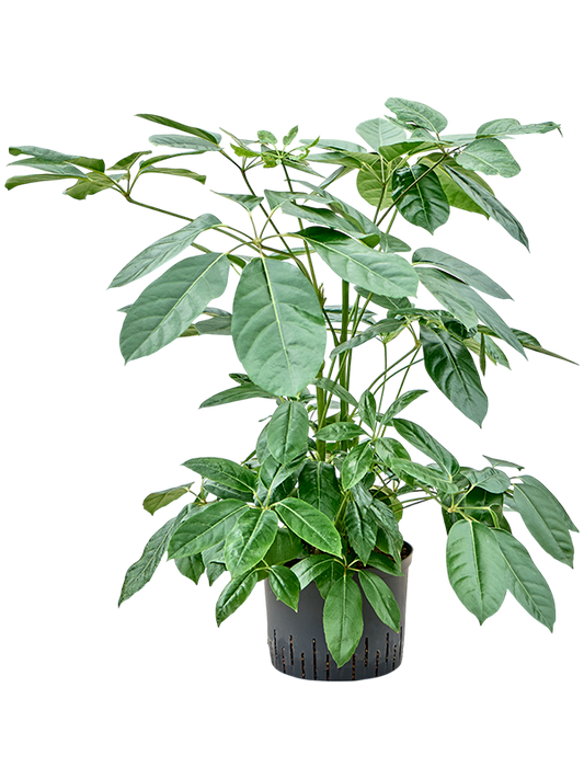 Planta naturala de interior Bush D60xH80cm Schefflera Actinophylla P25/19cm in hidrogranule