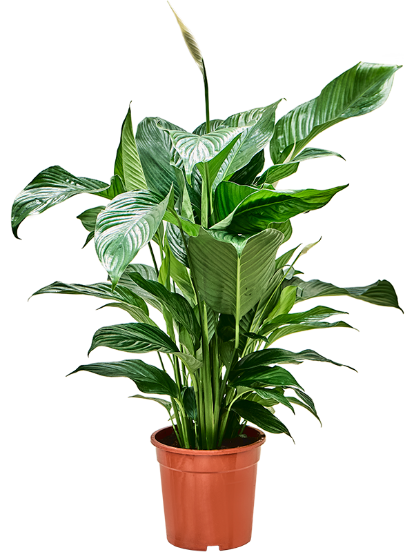 Planta naturala de interior Bush D60xH90cm Spathiphyllum 'Sweet Lauretta' PS21/19cm in pamant