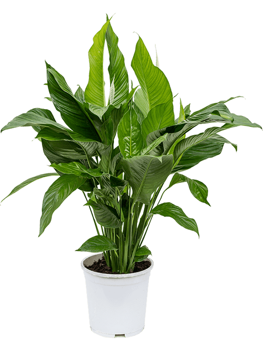 Planta naturala de interior Bush D60xH90cm Spathiphyllum 'Sweet Lauretta' PS24/22cm in pamant