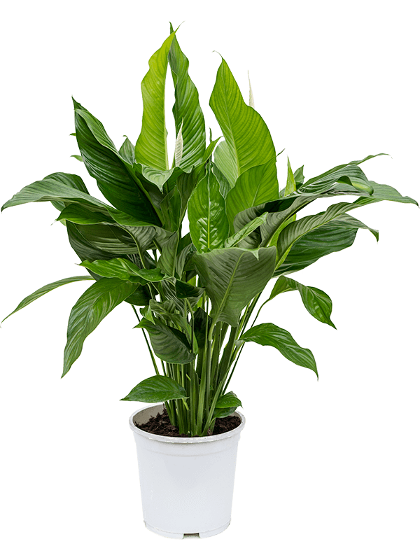 Planta naturala de interior Bush D60xH90cm Spathiphyllum 'Sweet Lauretta' PS24/22cm in pamant