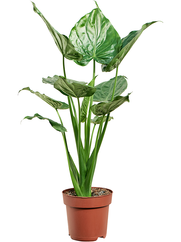 Planta naturala de interior Bush D65xH100cm Alocasia cucullata PS24/23cm in pamant