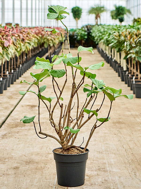 Planta naturala de interior Bush D65xH100cm Coccoloba uvifera (130-150) PS30/26cm in pamant