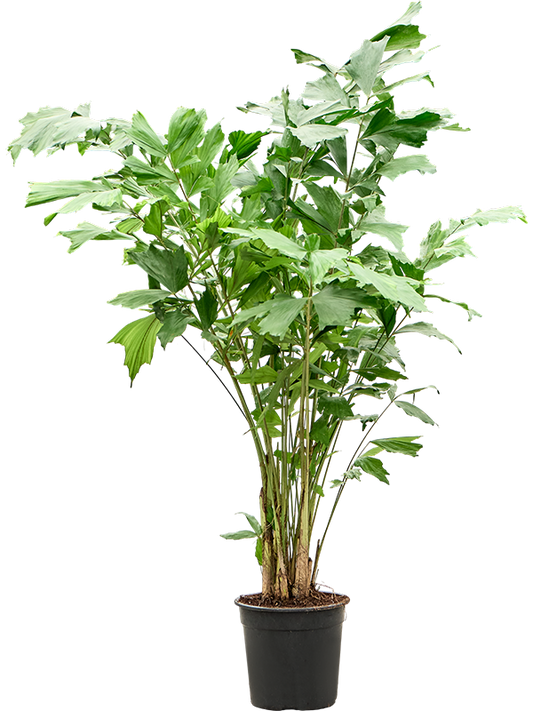 Planta naturala de interior Bush D65xH120cm Caryota mitis (120-140) PS24/23cm in pamant