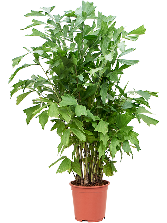Planta naturala de interior Bush D65xH125cm Caryota mitis (120-140) PS27/25cm in pamant