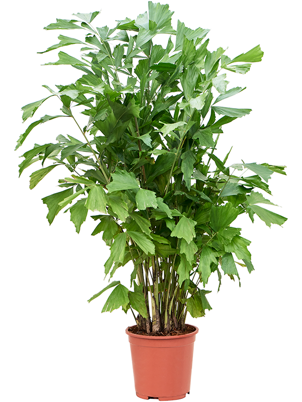Planta naturala de interior Bush D65xH125cm Caryota mitis (120-140) PS27/25cm in pamant
