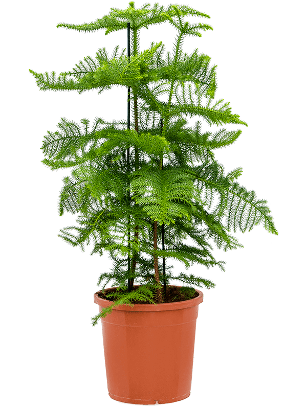 Planta naturala de interior Bush D65xH130cm Araucaria heterophylla PS30/29cm in pamant