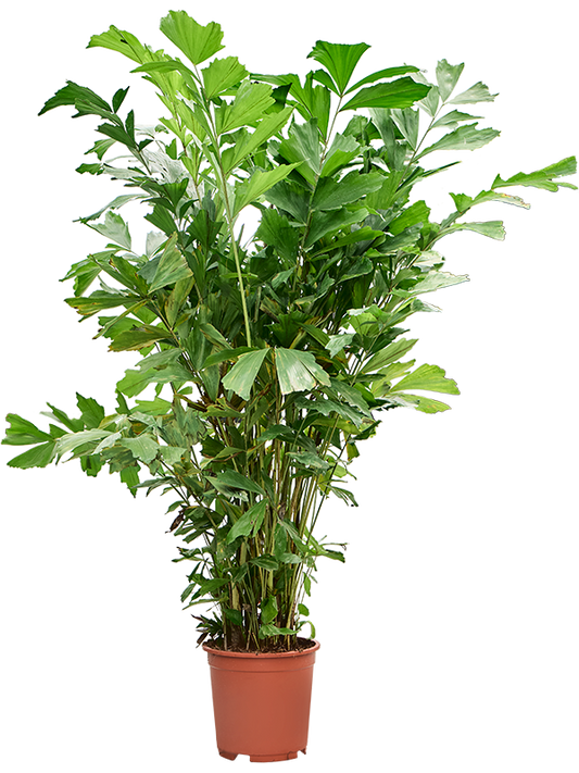 Planta naturala de interior Bush D65xH160cm Caryota mitis PS27/24cm in pamant