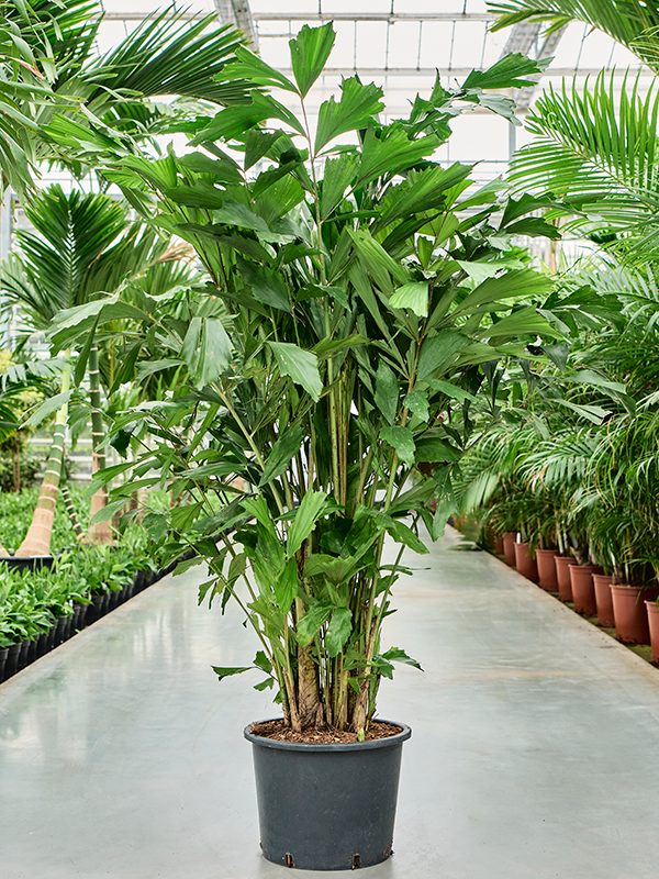 Planta naturala de interior Bush D65xH160cm Caryota mitis PS27/24cm in pamant