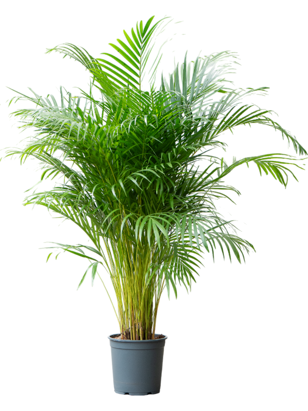Planta naturala de interior Bush D65xH170cm Areca (chrysalidoc.) lutescens PS27/24cm in pamant