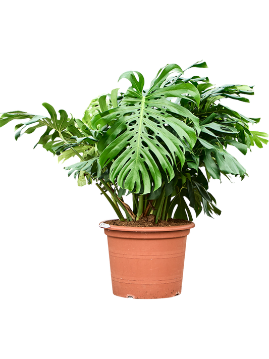 Planta naturala de interior Bush D70xH130cm Monstera deliciosa PS55/50cm in pamant