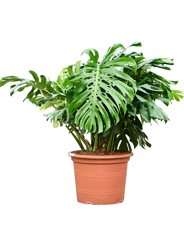 Planta naturala de interior Bush D70xH130cm Monstera deliciosa PS55/50cm in pamant
