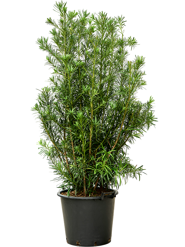 Planta naturala de interior Bush D70xH170cm Podocarpus macrophyllus (160-180) PS45/37cm in pamant
