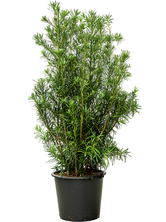 Planta naturala de interior Bush D70xH170cm Podocarpus macrophyllus (160-180) PS45/37cm in pamant