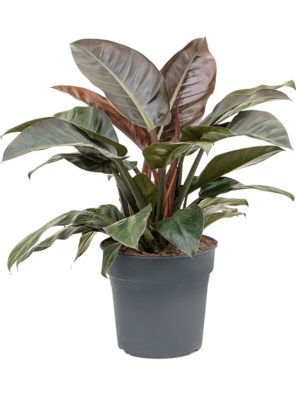 Planta naturala de interior Bush D70xH70cm Philodendron 'Imperial Red' PS27/20cm in pamant