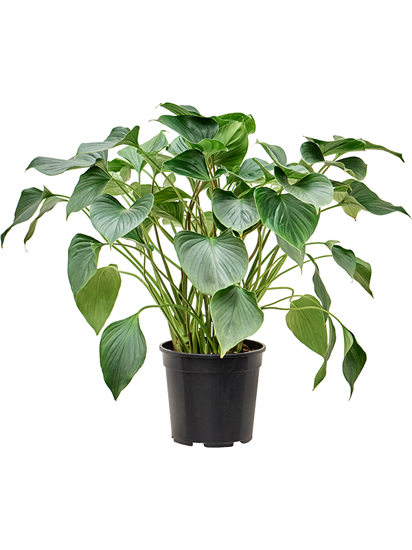 Planta naturala de interior Bush D70xH80cm Homalomena 'Emerald Gem' PS24/22cm in pamant