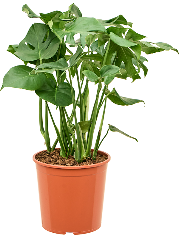 Planta naturala de interior Bush D70xH90cm Monstera deliciosa PS30/28cm in pamant