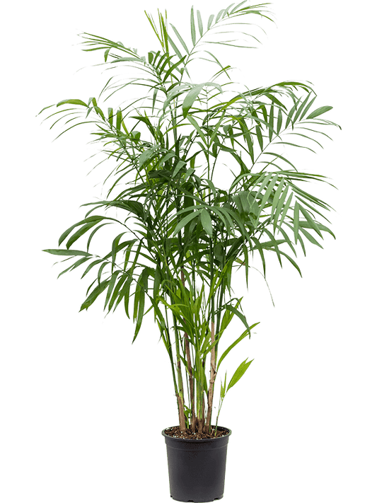 Planta naturala de interior Bush D75xH130cm Chamaedorea seifrizii PS24/22cm in pamant