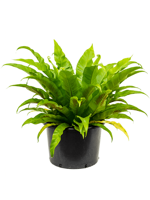 Planta naturala de interior Bush D75xH70cm Asplenium antiquum PS37/26cm in pamant