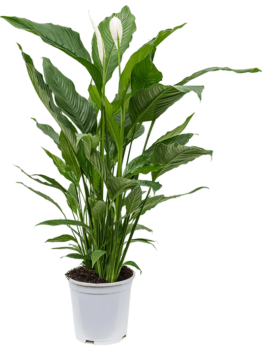 Planta naturala de interior Bush D80xH110cm Spathiphyllum 'Sweet Sebastiano' PS24/22cm in pamant