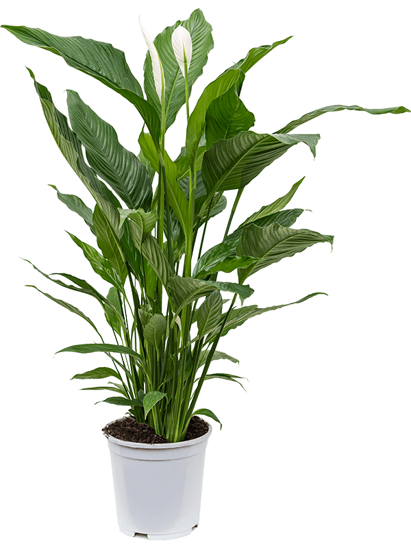 Planta naturala de interior Bush D80xH110cm Spathiphyllum 'Sweet Sebastiano' PS24/22cm in pamant