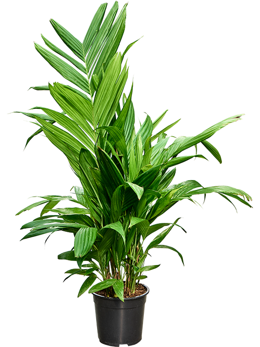 Planta naturala de interior Bush D80xH120cm Areca triandra PS21/20cm in pamant