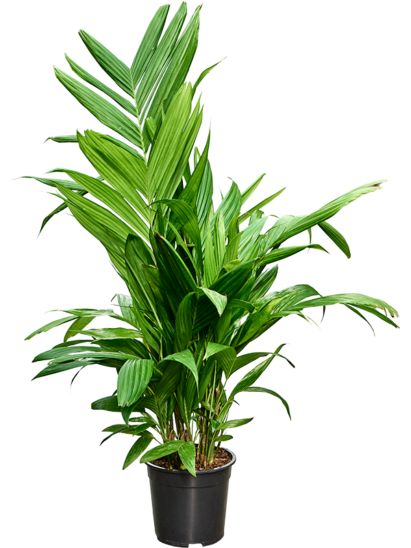 Planta naturala de interior Bush D80xH120cm Areca triandra PS21/20cm in pamant