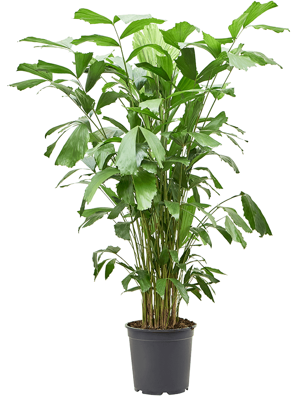 Planta naturala de interior Bush D80xH130cm Caryota mitis PS27/24cm in pamant