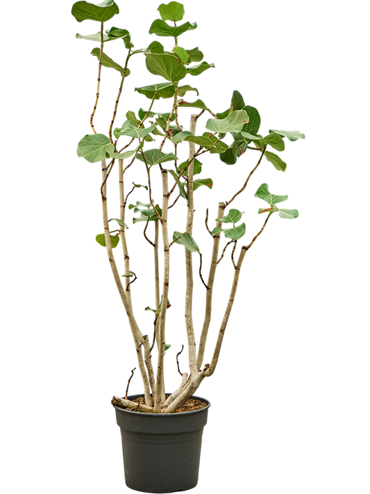 Planta naturala de interior Bush D80xH160cm Coccoloba uvifera (180-200) PS38/32cm in pamant