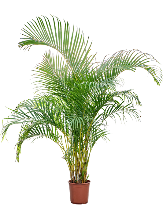 Planta naturala de interior Bush D80xH160cm Dypsis (Areca) lutescens PS24/23cm in pamant