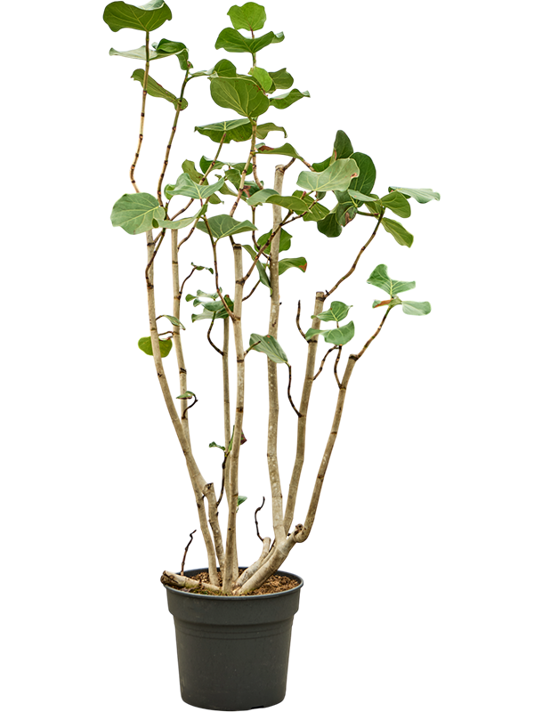 Planta naturala de interior Bush D80xH190cm Coccoloba uvifera (180-200) PS45/37cm in pamant
